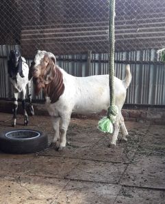 Boer Goat