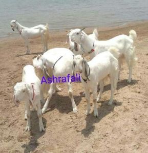 Jamunapari Goat