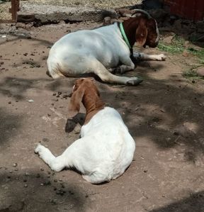Boer Goat
