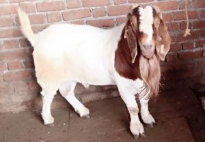 Boer Goat