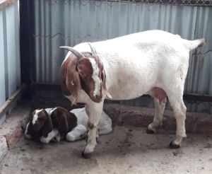 Boer Goat