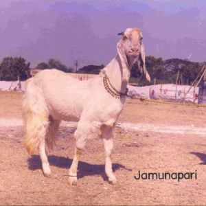 Jamunapari Goat