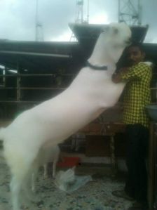 Jamunapari Goat
