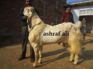 Jamunapari Goat