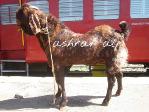 Sirohi Goat