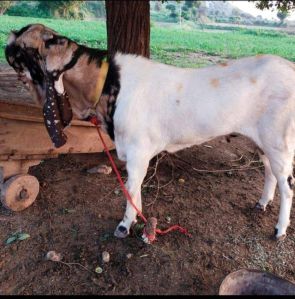 Totapari Goat