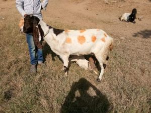 Totapari Goat