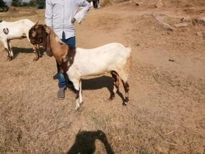 Totapari Goat