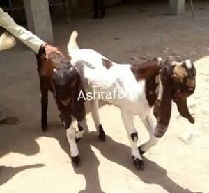 Totapari Goat