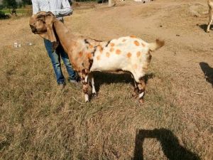 Totapari Goat