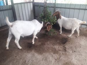 Boer Goat