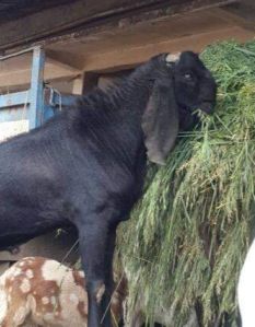 Beetal Goat