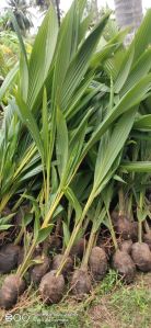 Coconut Plants