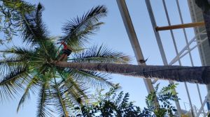 Coconut Fall Protection Net