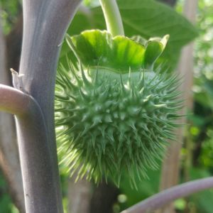 Datura Plant