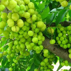 grafted amla plant