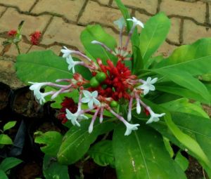 green sarpagandha medicinal plant