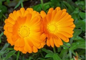 Marigold