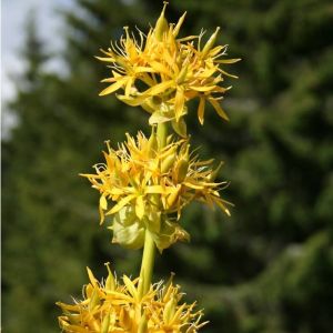 The Great Yellow Gentian