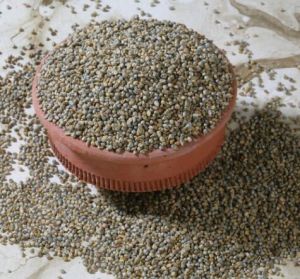 Green Pearl Millet