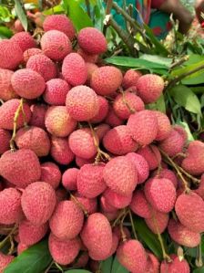 Shahi Litchi