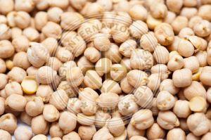 White Indian Chickpeas