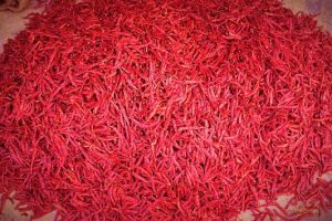 S17 Teja Dry Red Chilli