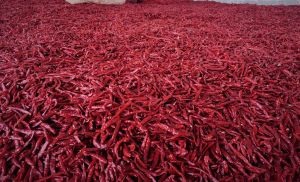 S17 Teja Dry Red Chilli