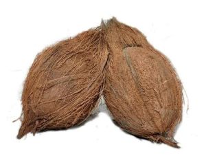 A Grade Large Semi Husked Coconut