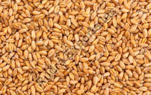 A Grade Wheat Grains