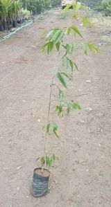 Natural Green Ashoka Tree Plant