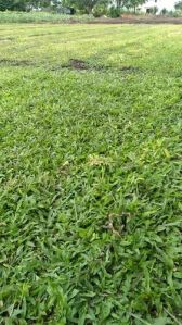 Natural Green Paspo Lawn Grass