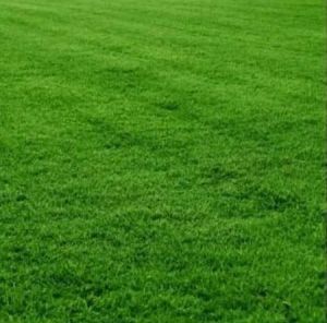 Mexican Natural Lawn Grass