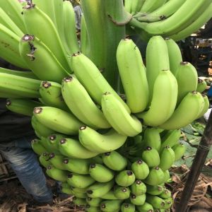 Natural Green Banana