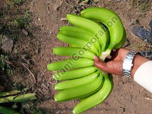 13 Kg G9 Cavendish Banana