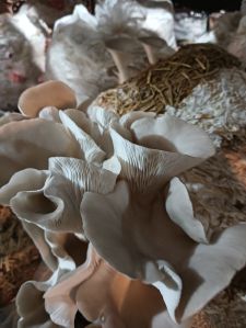 Boparai Braun Oyster mushroom