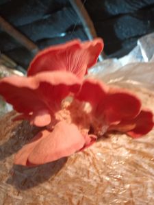 boparai oyster pink mushroom