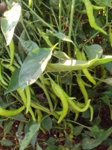 Fresh Green Chilli