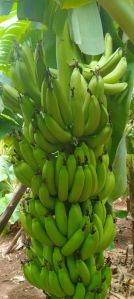 Fresh Raw Banana