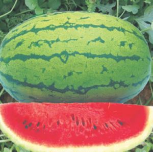 Fresh Water melon Green