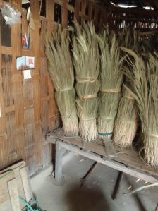 Broom Grass