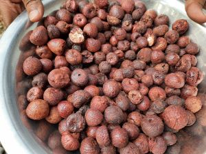 A Grade Areca Nuts