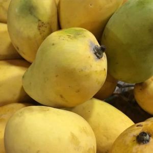 Fresh Safeda Mango