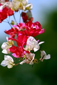 begnvalia paper flower tree