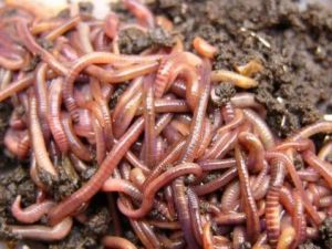 Eisenia Fetida Earthworm