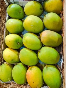 devgad alphonso mango
