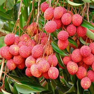 Shahi Lychee