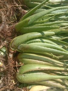 Aloe Vera Plants