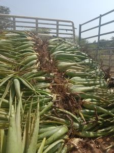 Aloe vera Plants