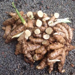 Curcuma Aromatica Turmeric Root